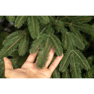 Everest Spruce 210 cm 3D umetno božično drevo